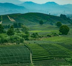 Longjing Tea Plantation Image
