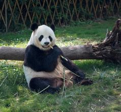 Giant Panda Breeding Research Base, China
